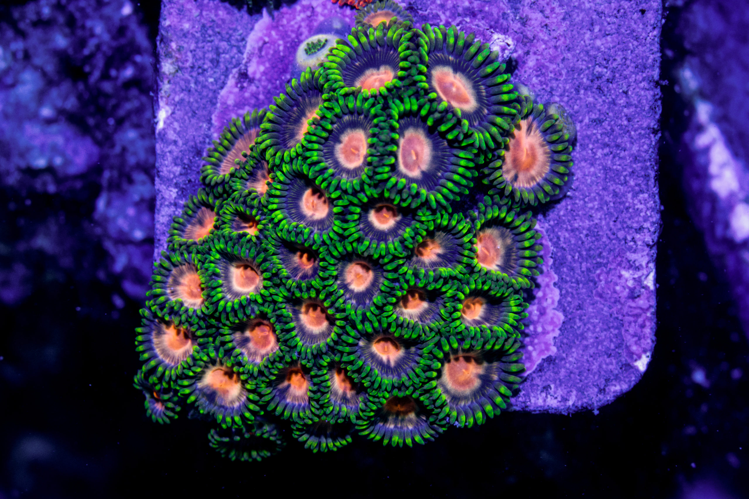 ASTERINA PINK ZOANTHID – Addictive Corals